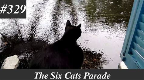 The first scene's setting was in thunder and rain. Rico, the black cat, watching the rain - part 2 - YouTube