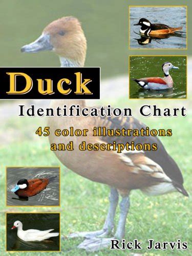 North American Duck Identification Chart