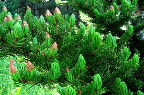 Evergreen Trees For Sale Buying And Growing Guide