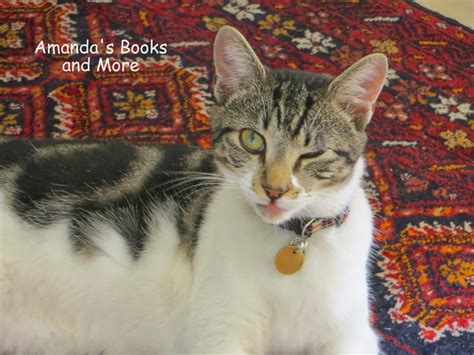 Funny Cat Faces And More ~ Amandas Books And More