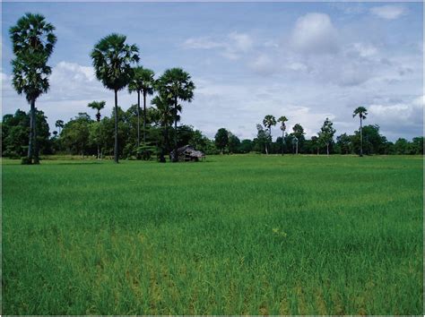 Cambodias Rice Conundrum New Mandala