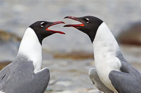 Laughing Gulls New Yorks Handsome Scavengers The New York Times
