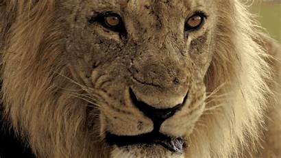 Lion Wild Savage Kingdom Snarl Roaring Gifs