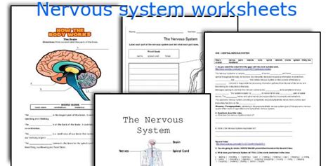Central Nervous System Diagram Worksheet - Nervous System Worksheets