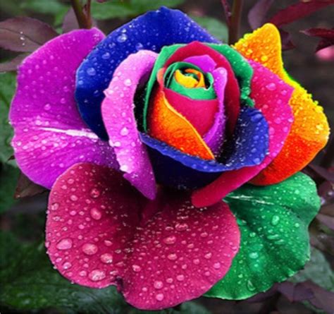 Hermosas Flores Rosas Arco Iris Semillas S 3999 En Mercado Libre