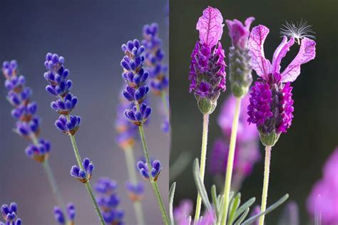 English Vs French Lavender What Is The Difference Botany World