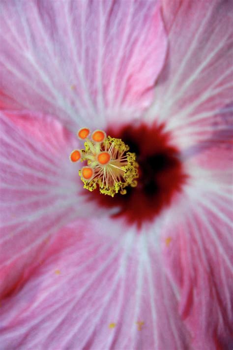Hibiscus Morning Photograph By Debbie Colombo