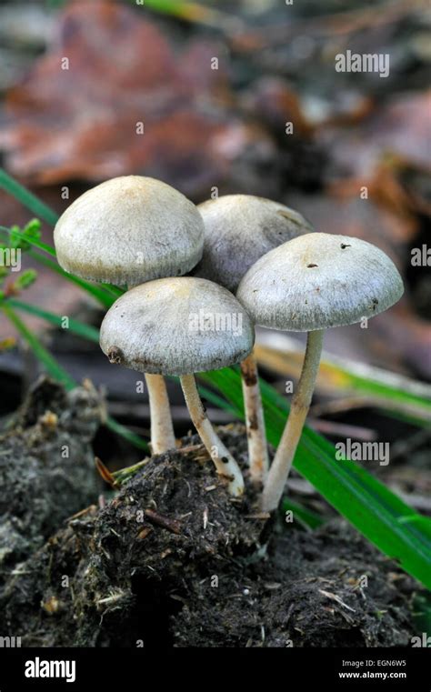 Dung Roundhead Halfglobe Mushroom Hemispheric Stropharia