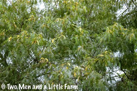 Two Men And A Little Farm Mesquite Trees Are In Bloom