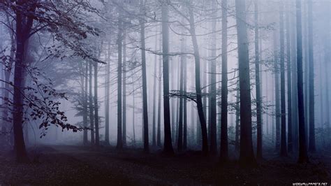 Dark Forest Hd Desktop Wallpaper