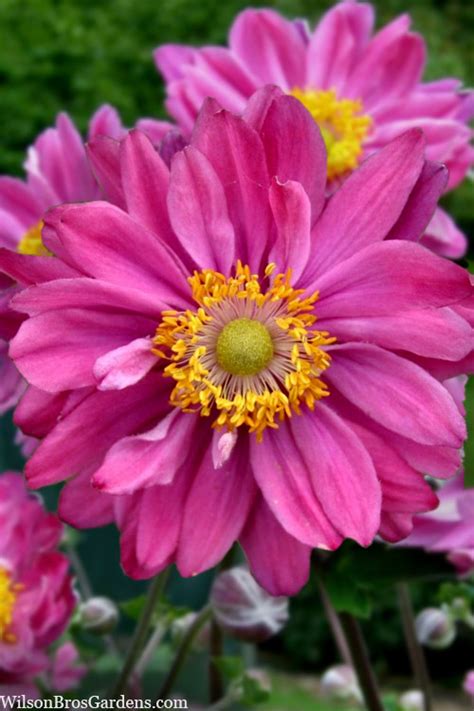 Buy Pamina Anemone Free Shipping 1 Gallon Size Windflower Plants For Sale Online From Wilson