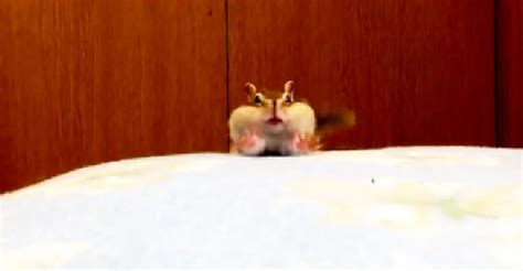 Chipmunks Hilarious Morning Stretch Routine Is Lighting Up The