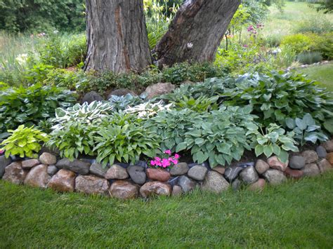 Hostas Around A Silver Maple They Can Take The Root Competition And