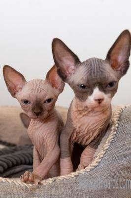 Navigate to the first search result item. Cute Sphynx Kittens For Sale -Kuwait City Adhoards