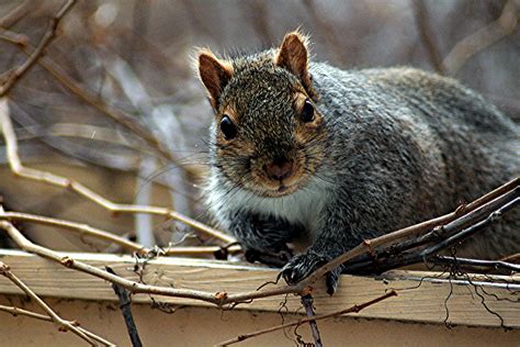 Nature Tales And Camera Trails Gray Squirrel For Camera Critters