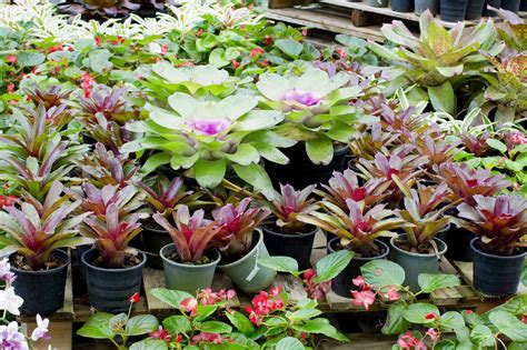 Founded in 2006 on 28 hectares and administered by the catholic diocese of cairns, our college provides a quality secondary education for students from the surrounding tablelands and mossman areas. Mareeba Nursery - Queensland Farmers' Federation