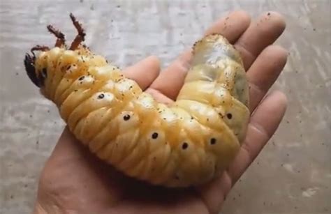 Age of mature l2 larva might be 3~4 month old and need to be bred for another 7~11 months to become pupa. Video: Timelapse Metamorphosis of a Hercules Beetle