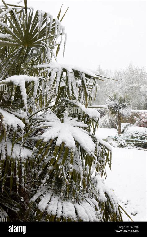 Snow On The Fronds Of A Palm Tree Stock Photo Alamy