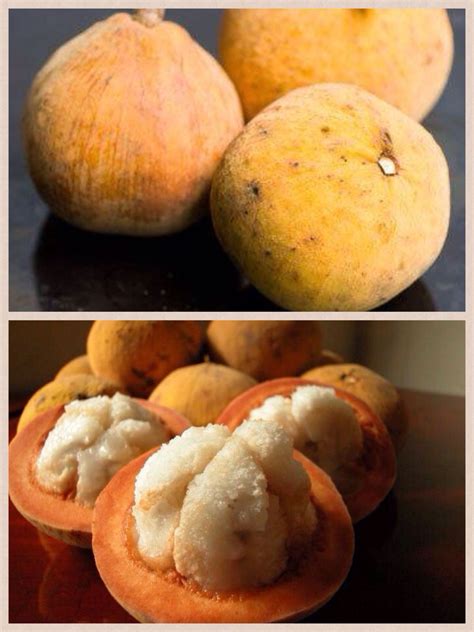 Santol Fruit The Ripe Fruits Are Harvested By Climbing The Tree And