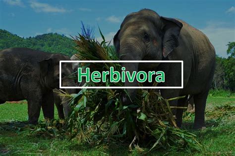 √ Herbivora Pengertian Ciri Ciri Habitat Contoh Hewan Herbivora