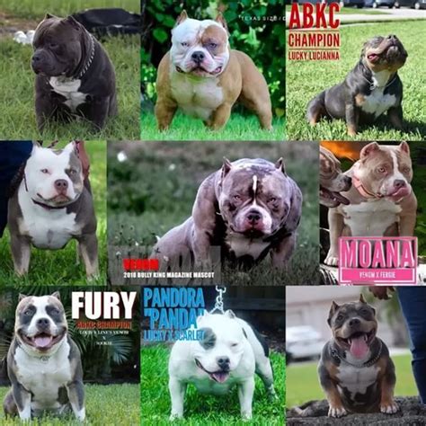 Best Extreme Build Show Quality American Bully Breeders Texas Size Bullies American Bully