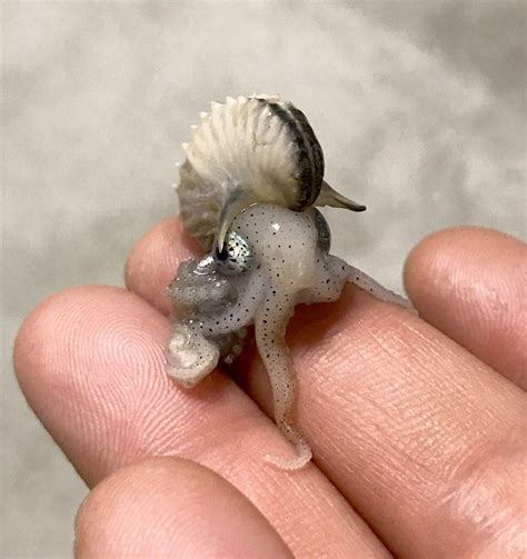 A Baby Argonaut Octopus Also Called Paper Nautilus Unusual