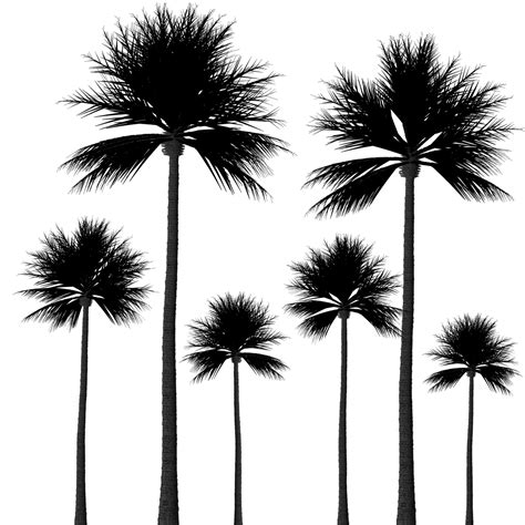 Transparent Palm Tree Silhouette Clip Art