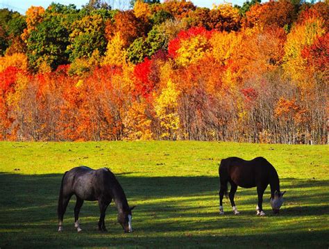 Best Of The Season For Nj Fall Foliage Starting Now