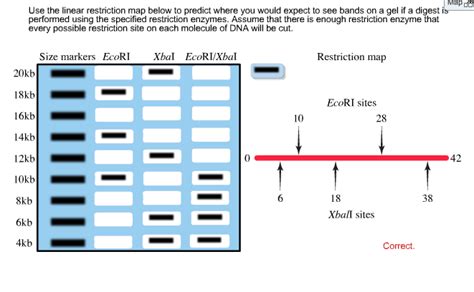 Dummies helps everyone be more knowledgeable and confident in applying what they know. Solved: This Is The AnswerA Restriction Map Lists The Loca ...