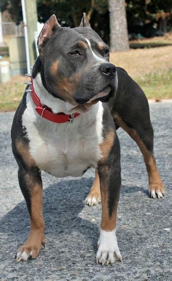 Check spelling or type a new query. American Pit Bull Terrier Dog Breed Pictures, 5