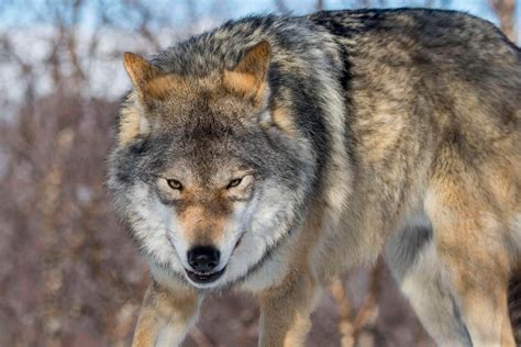 Chernobyl Wolves Infected With Radiation Feared To Be Spreading Mutant