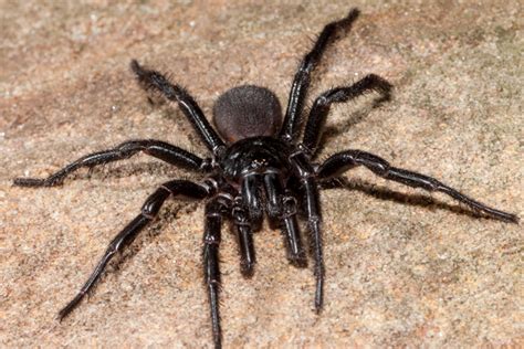 How To Get Rid Of Funnel Web Spiders In Your Home