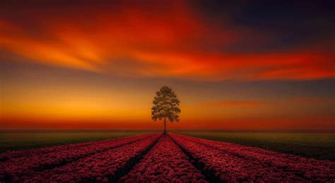 Lonely Tree Orange Sky Wallpaper Hd Nature 4k Wallpapers Images