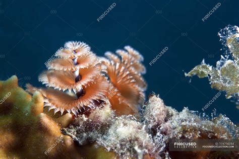Christmas Tree Worm On Coral Reef — Florida Keys National Marine