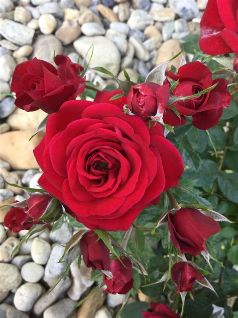 Red Dwarf Rose 2016 Dark Red Roses Red Dwarf Gold Ring Garden