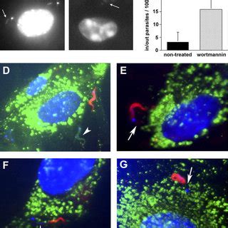 Maybe you would like to learn more about one of these? (PDF) Lysosomal Fusion Is Essential for the Retention of Trypanosoma cruzi Inside Host Cells