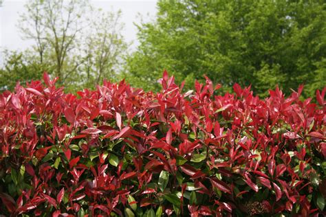 All About Photinias Which One Will You Pick Plants In A Box Fast