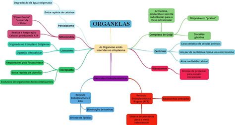 Mapa Conceptual De Los Organelos Celulares Geno Images And Photos Finder
