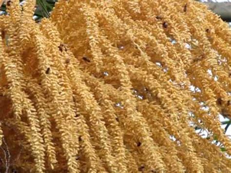 There are approximately 2600 known species of palm trees. Bees pollinate palm tree flowers - YouTube