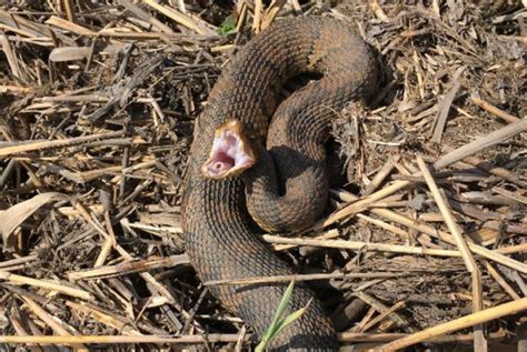 Maybe you would like to learn more about one of these? Snakes on the Water | Virginia DWR