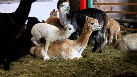 Laden sie kostenlose fotos von lustigen frauen herunter. Ein junger Hengst deckt seine eigene Mutter - YouTube