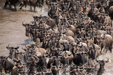 Biggest Animal Migrations Africa Great Migrations When And Where