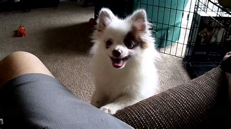 Mar 04, 2021 · causes of pomeranian coughing. Pomeranian Sneeze! - YouTube