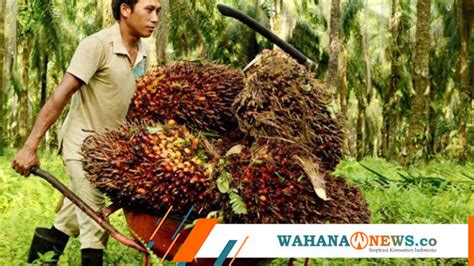 Produktivitas Kelapa Sawit Di Masa Moratorium Wahana News