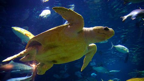 South Carolina Aquarium In Charleston South Carolina Expedia