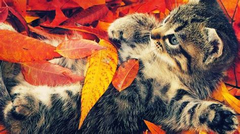 Cute Autumn Pictures Wallpapers Wallpaper Cave