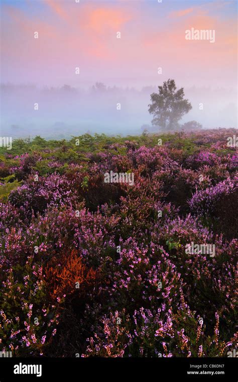 Sunrise On A Misty Late Summer Morning At Rockford Common In The New