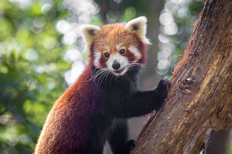10 Facts About Red Pandas The Elusive Bushy Tailed Mammal