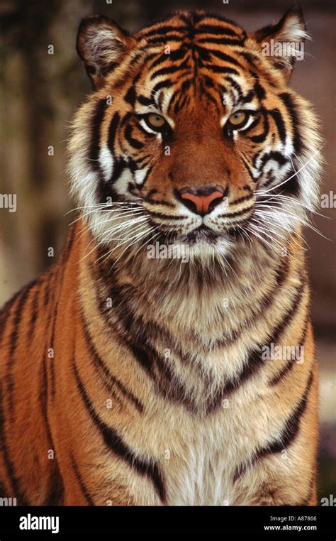 Close Up Of A Sumatran Tiger Panthera Tigris Looking Straight Into The