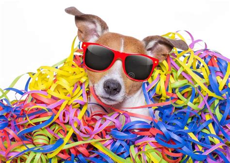 We love all things dog! Party celebration dog stock photo. Image of happy ...